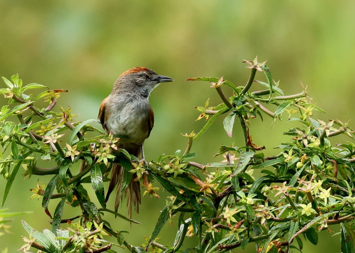 Pale-breasted Spinetail - ML634903575