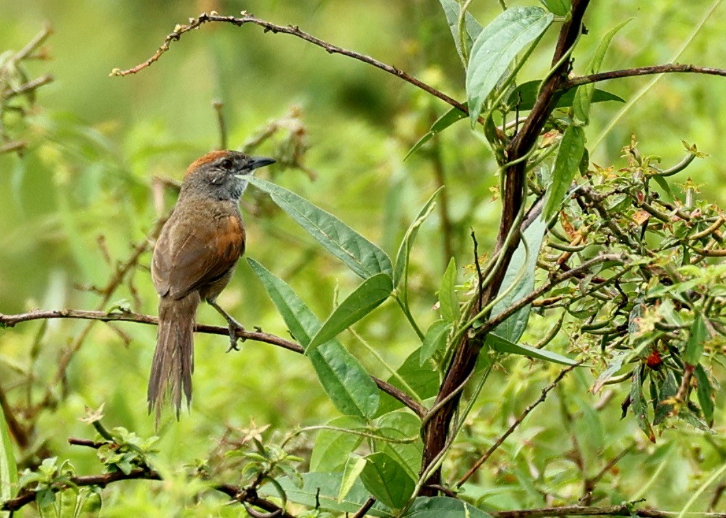 Pale-breasted Spinetail - ML634903601