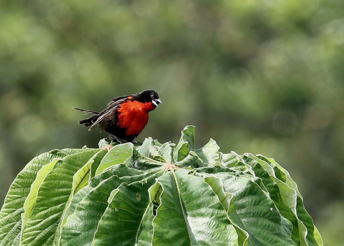 Red-breasted Meadowlark - ML634903649