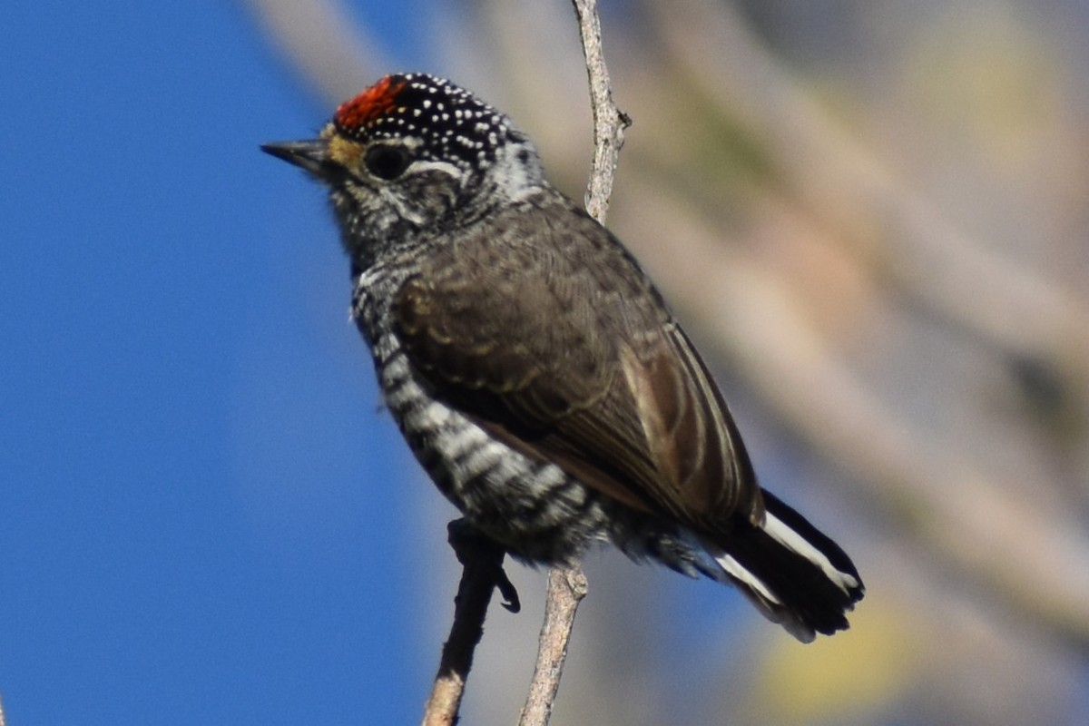 White-barred Piculet - ML634903819