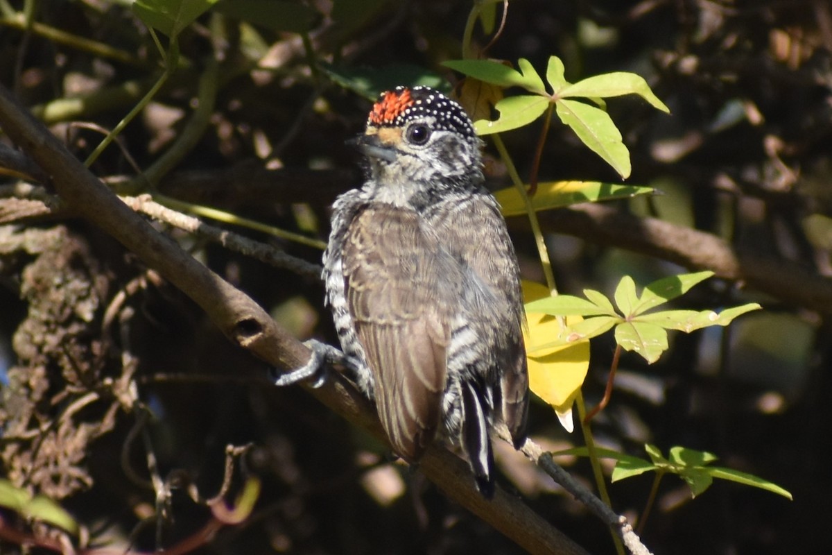 White-barred Piculet - ML634903821