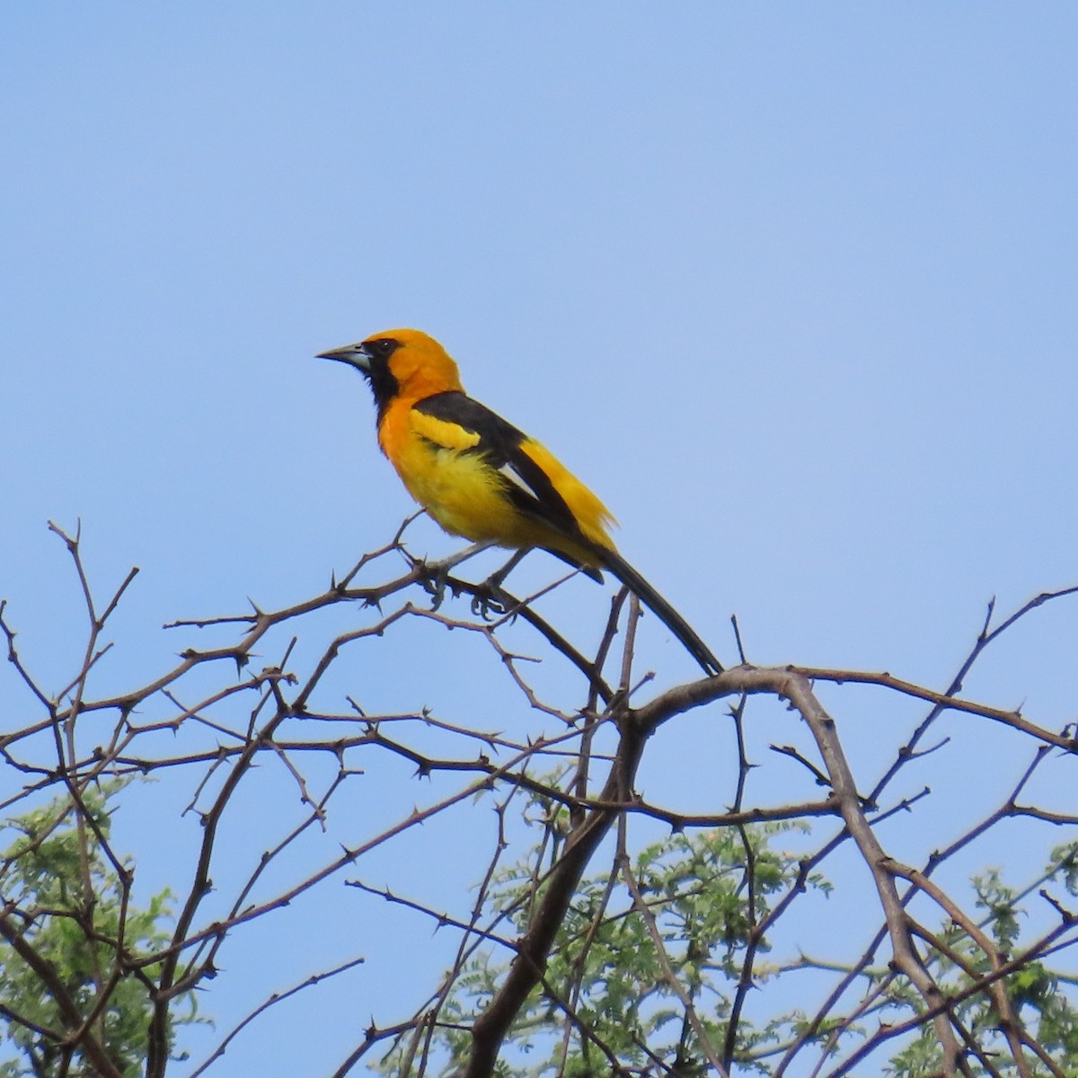 White-edged Oriole - ML634903871