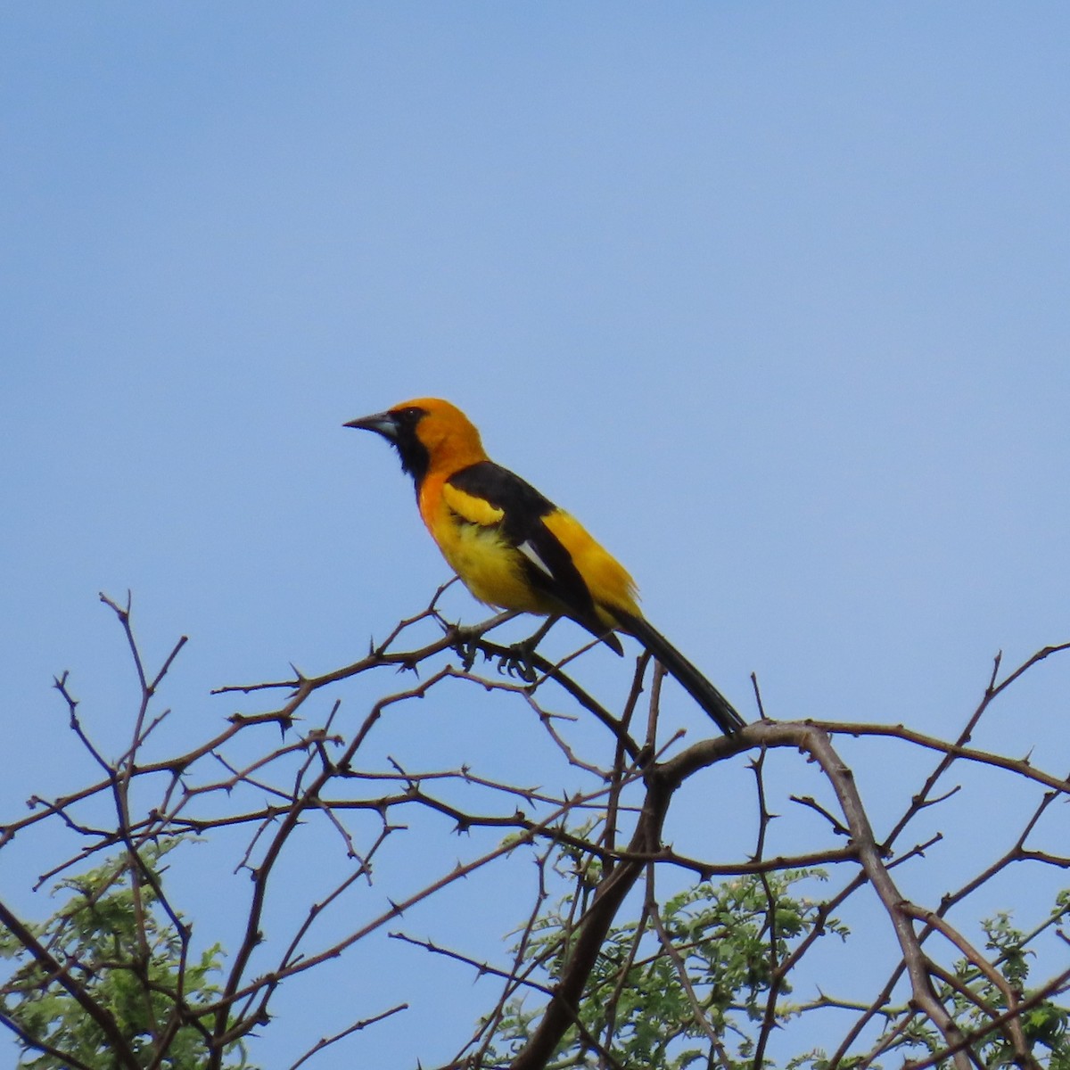 White-edged Oriole - ML634903873