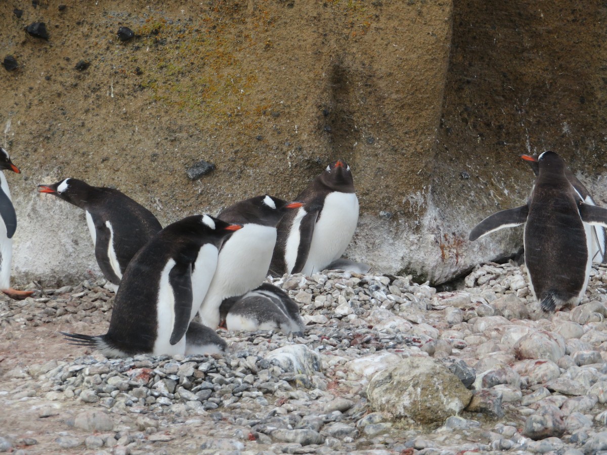 Gentoo Penguin - ML634903877