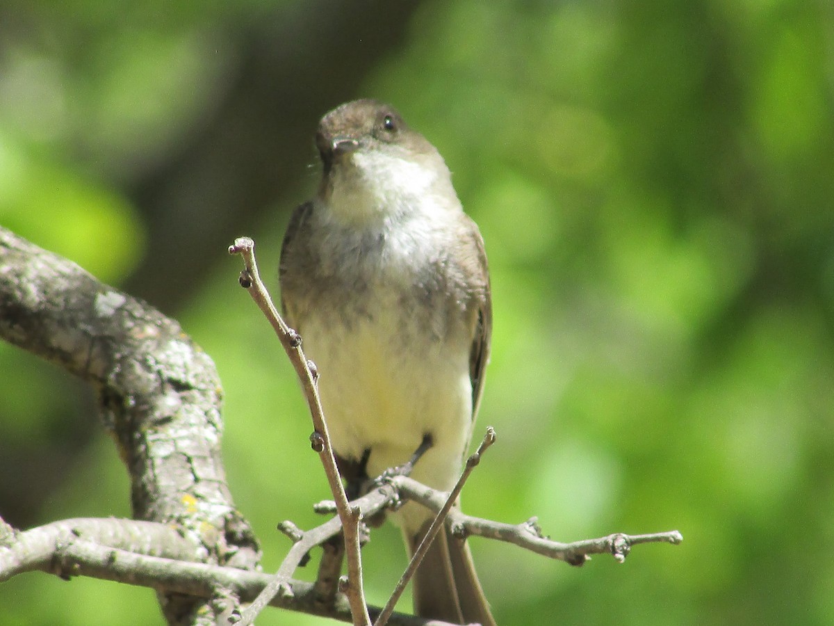 Eastern Phoebe - ML634903903
