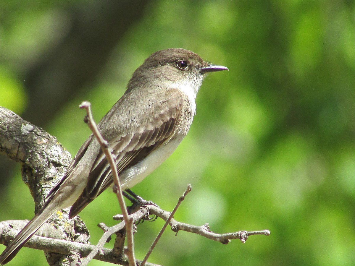 Eastern Phoebe - ML634903904
