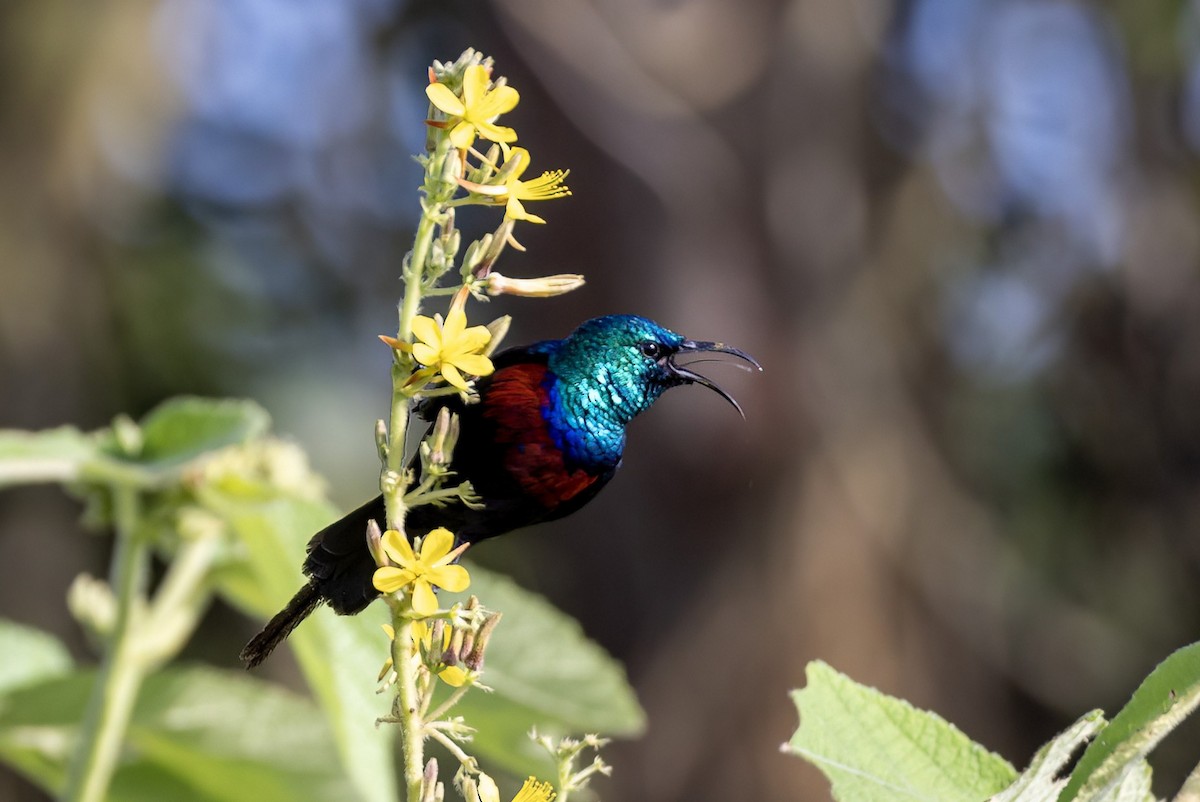 Red-chested Sunbird - ML634903924