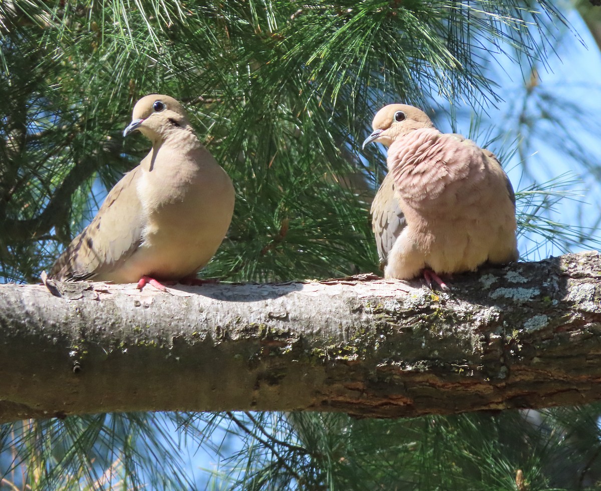 Mourning Dove - ML634903962