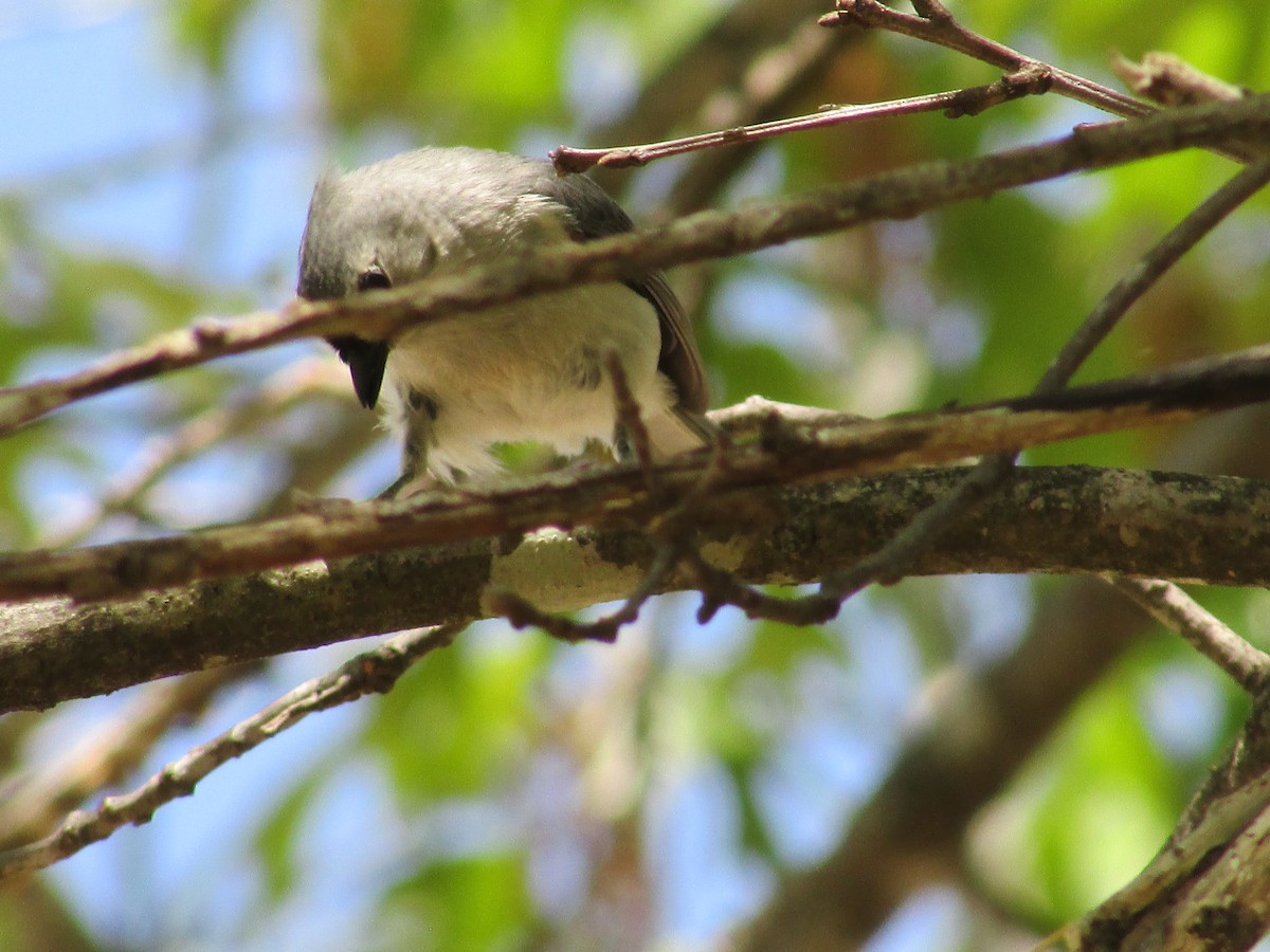 Tufted Titmouse - ML634904025