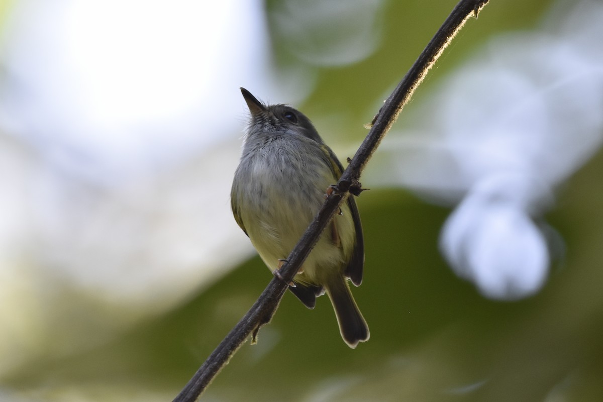 White-bellied Pygmy-Tyrant - ML634904048
