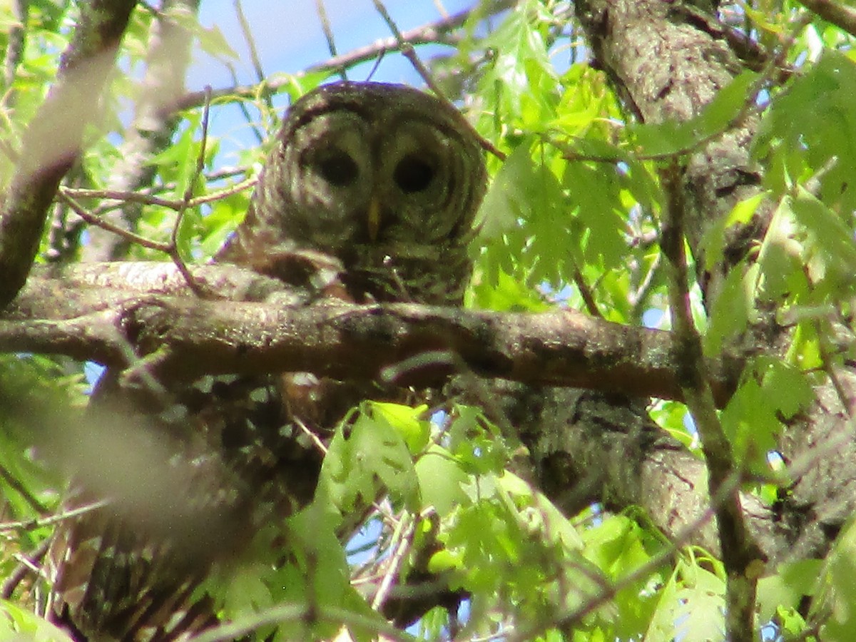 Barred Owl - ML634904070