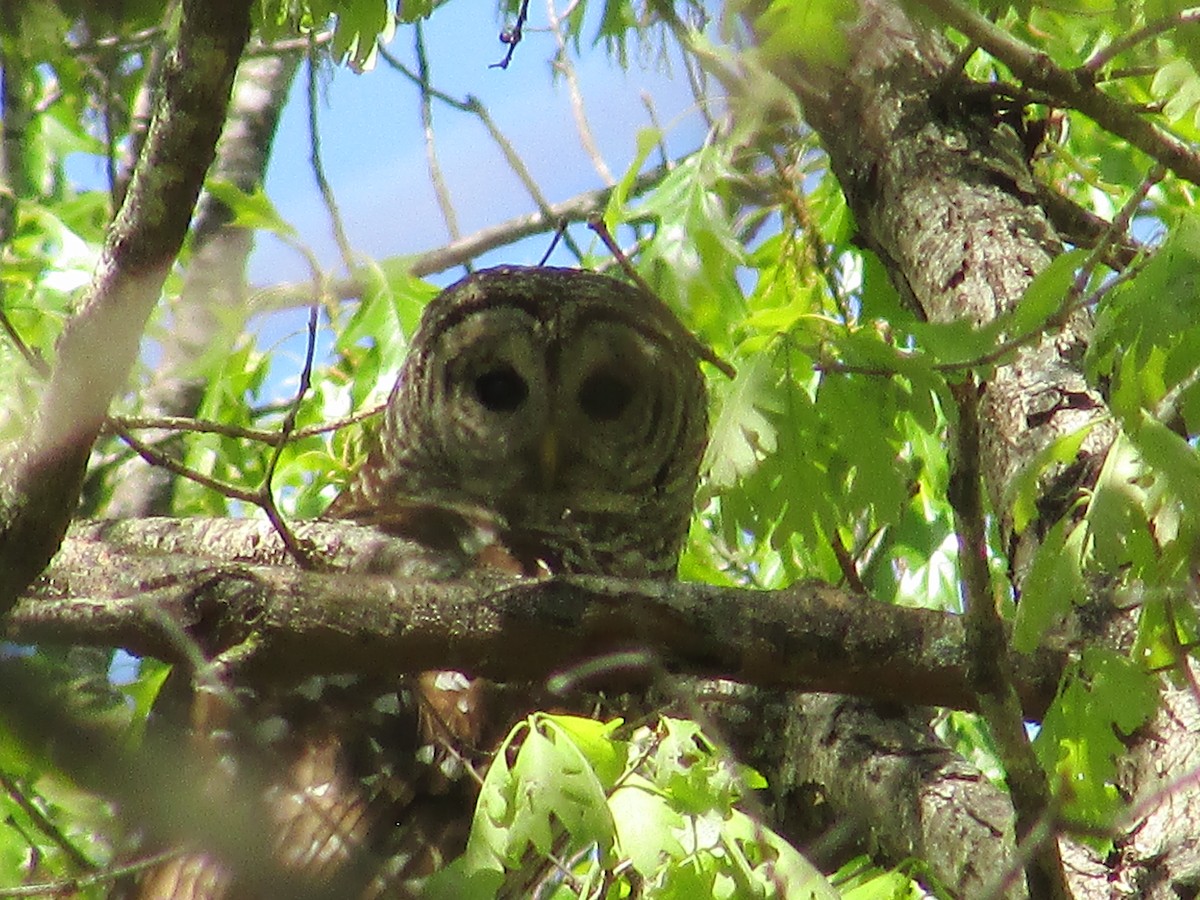 Barred Owl - ML634904071
