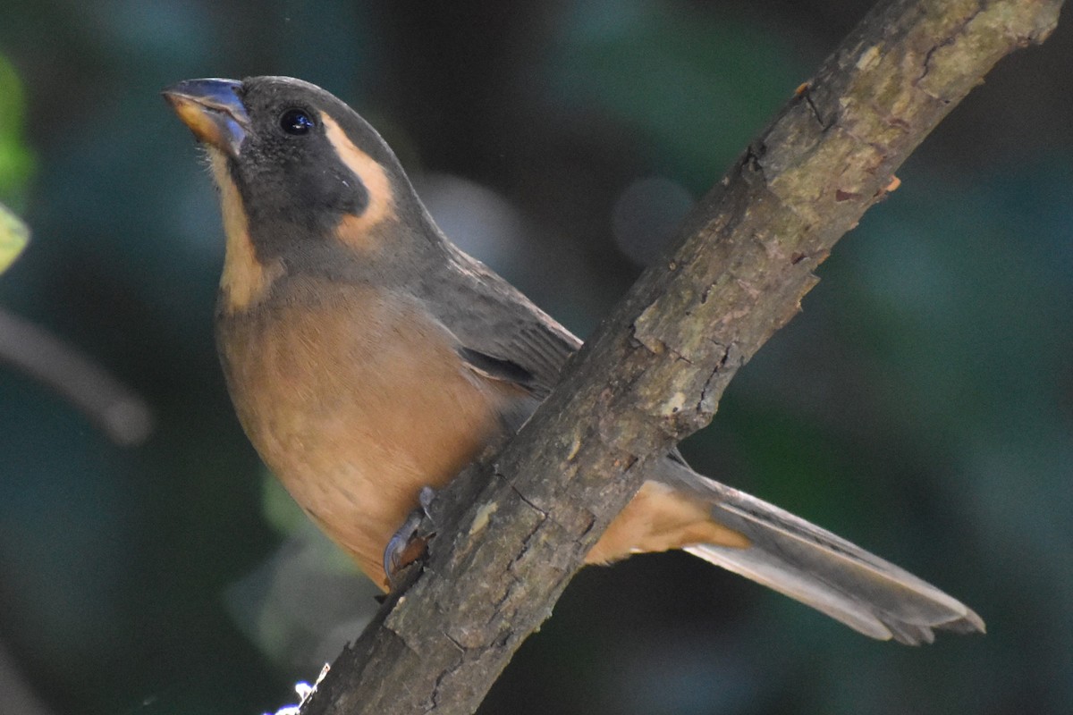 Golden-billed Saltator - ML634904076