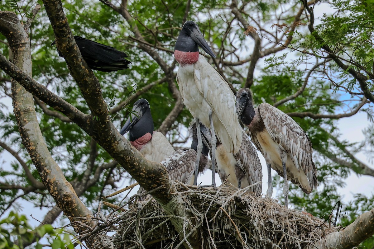 Jabiru d'Amérique - ML634904079
