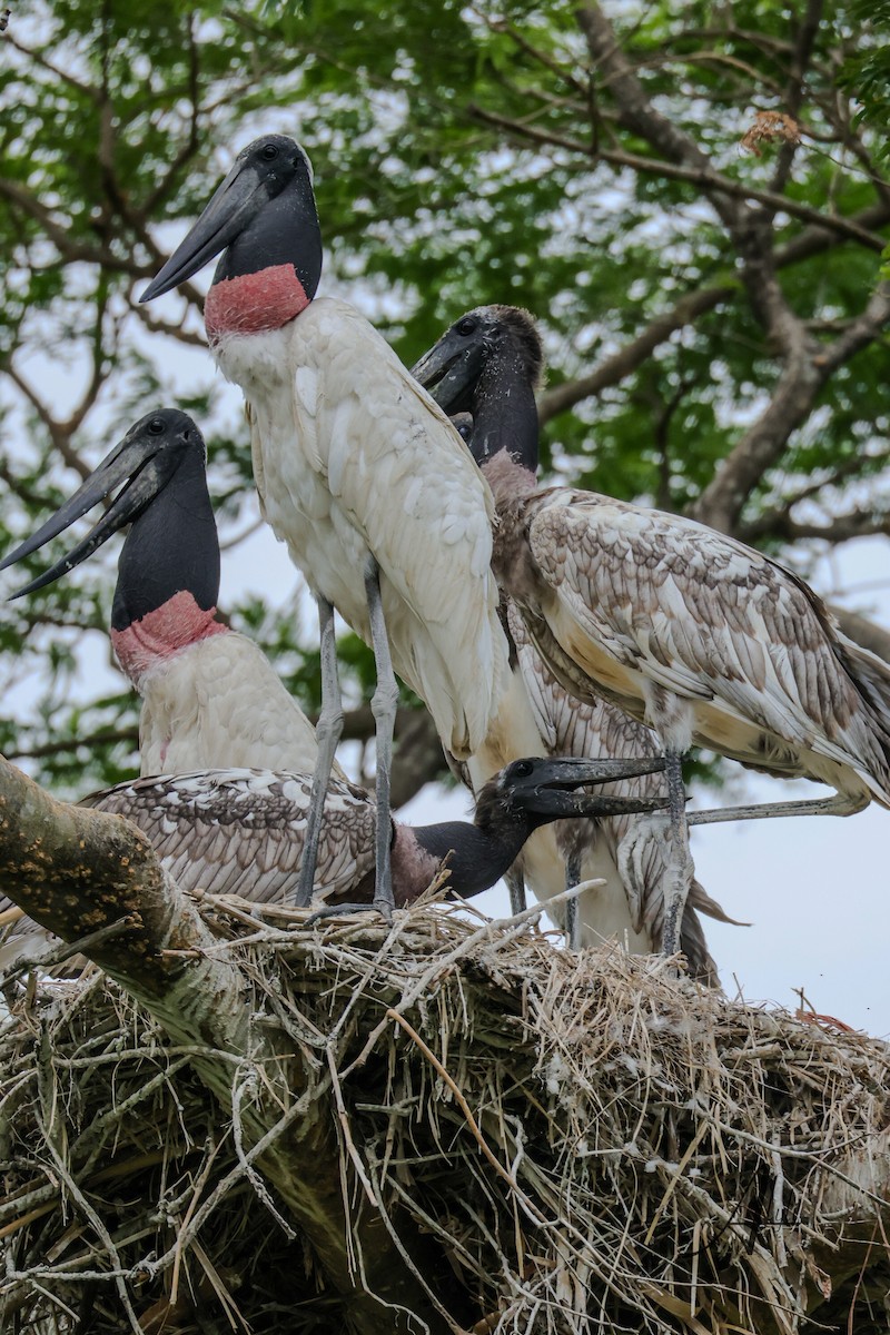 Jabiru d'Amérique - ML634904081