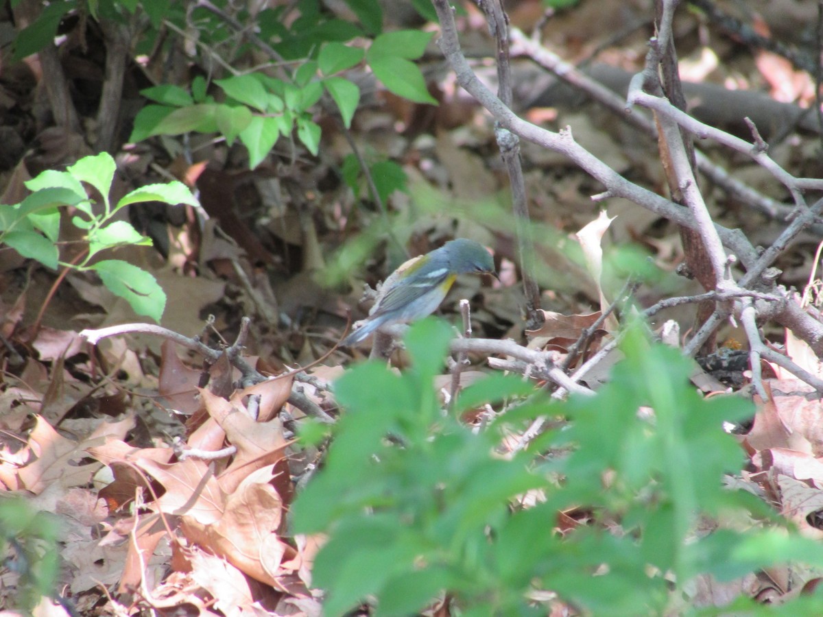 Northern Parula - ML634904103