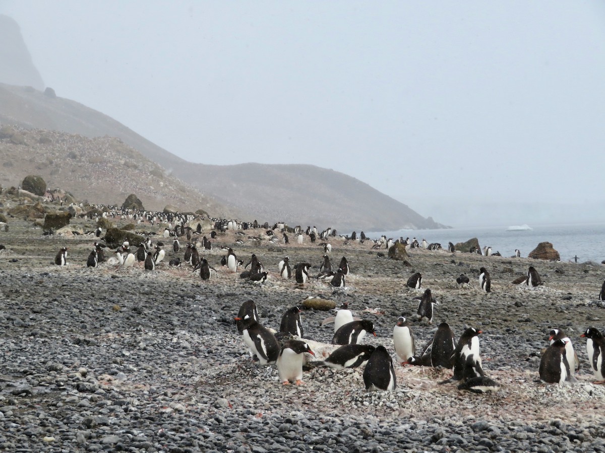 Gentoo Penguin - ML634904125