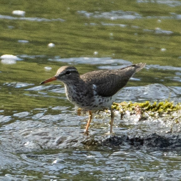 Spotted Sandpiper - ML634904217