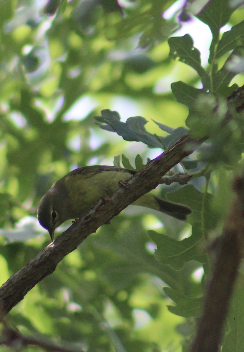 Orange-crowned Warbler - ML634904274