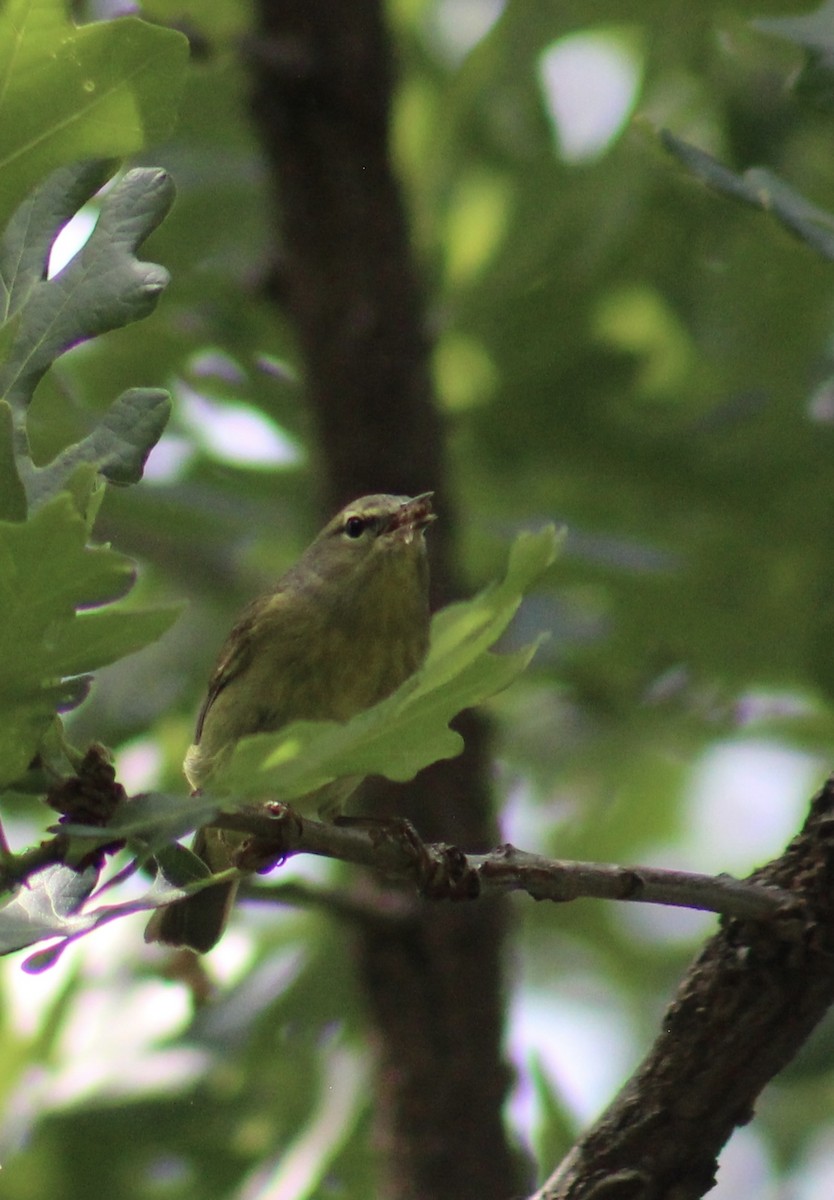 Orange-crowned Warbler - ML634904276