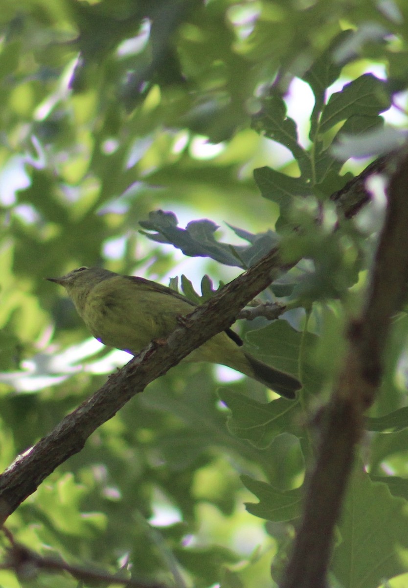 Orange-crowned Warbler - ML634904277