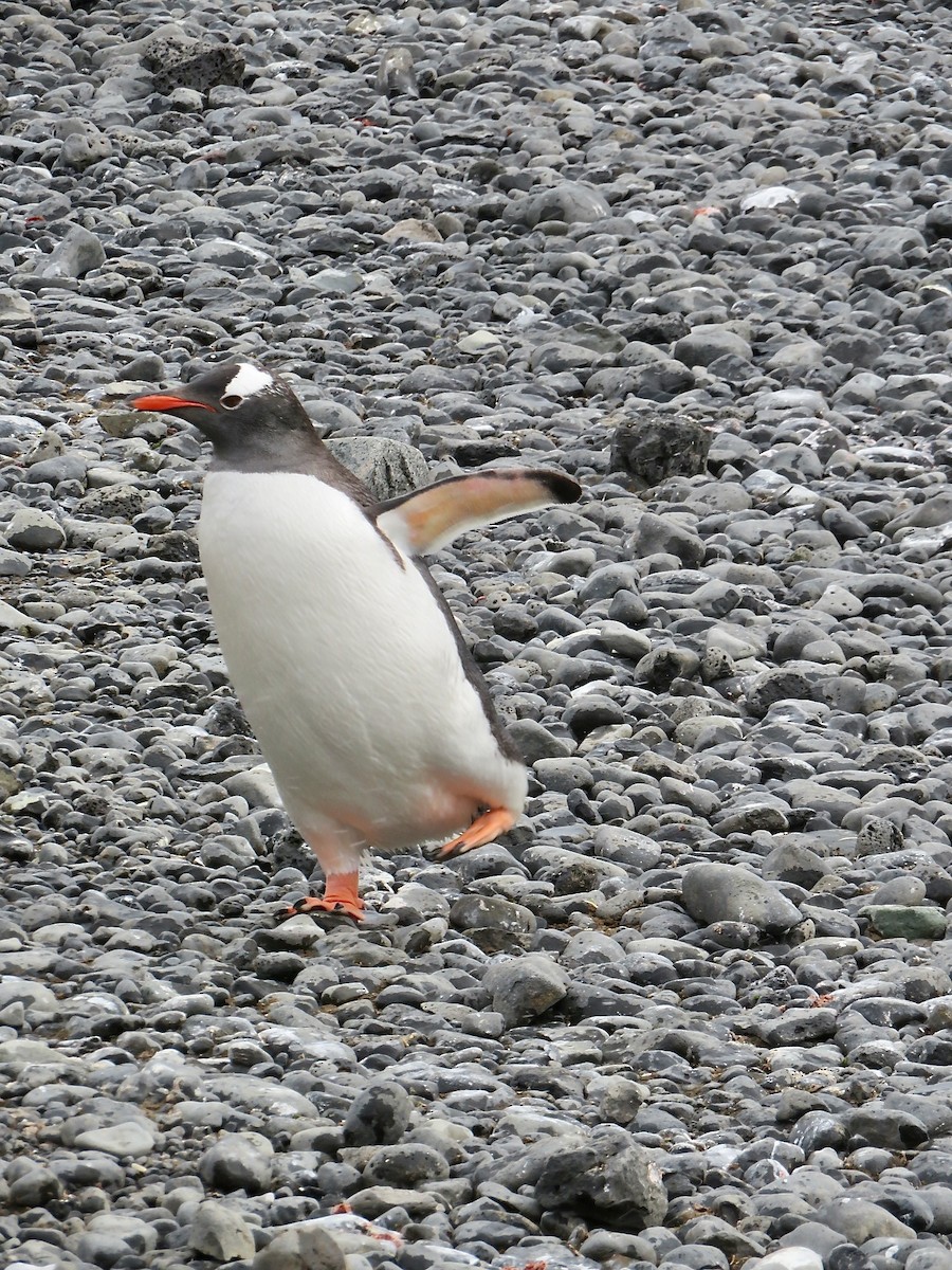 Gentoo Penguin - ML634904279