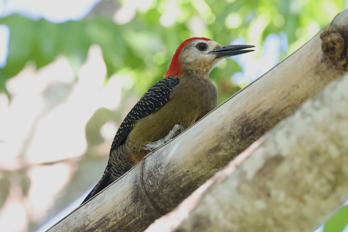 Jamaican Woodpecker - ML634904302
