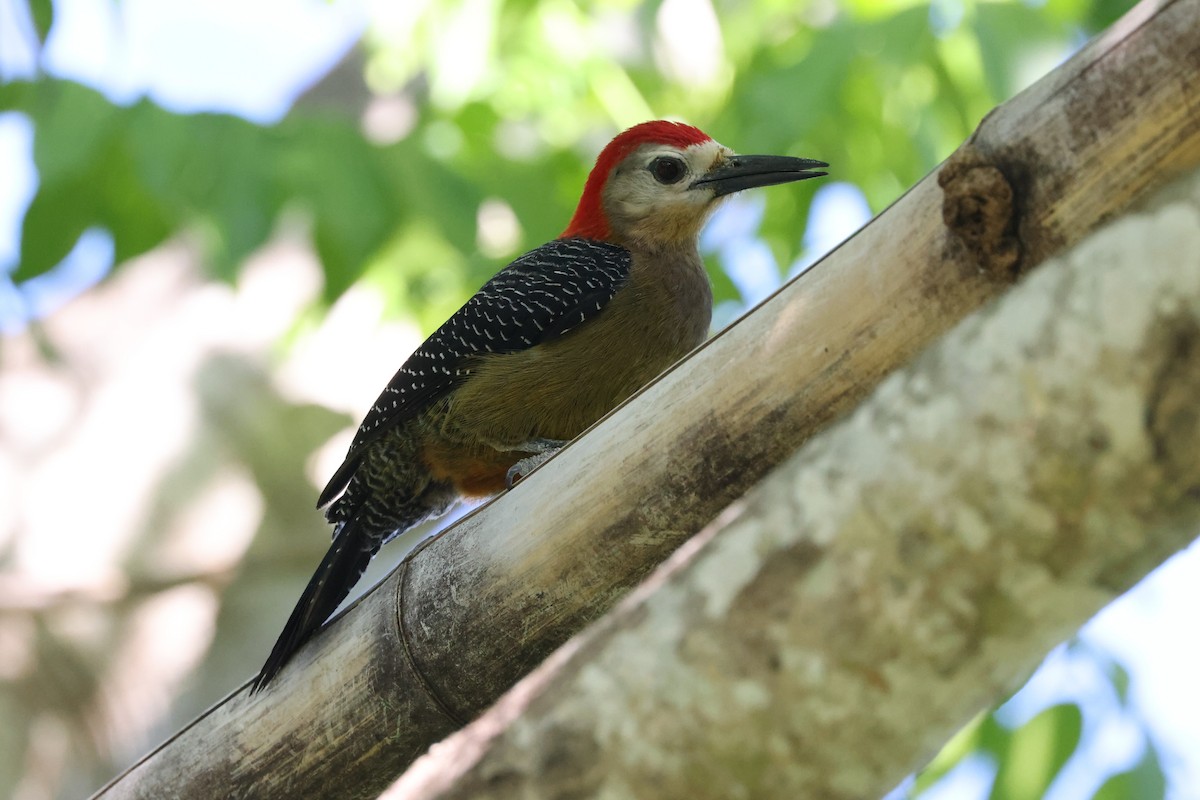 Jamaican Woodpecker - ML634904303