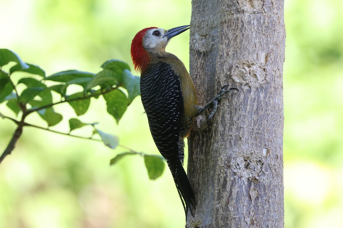 Jamaican Woodpecker - ML634904367