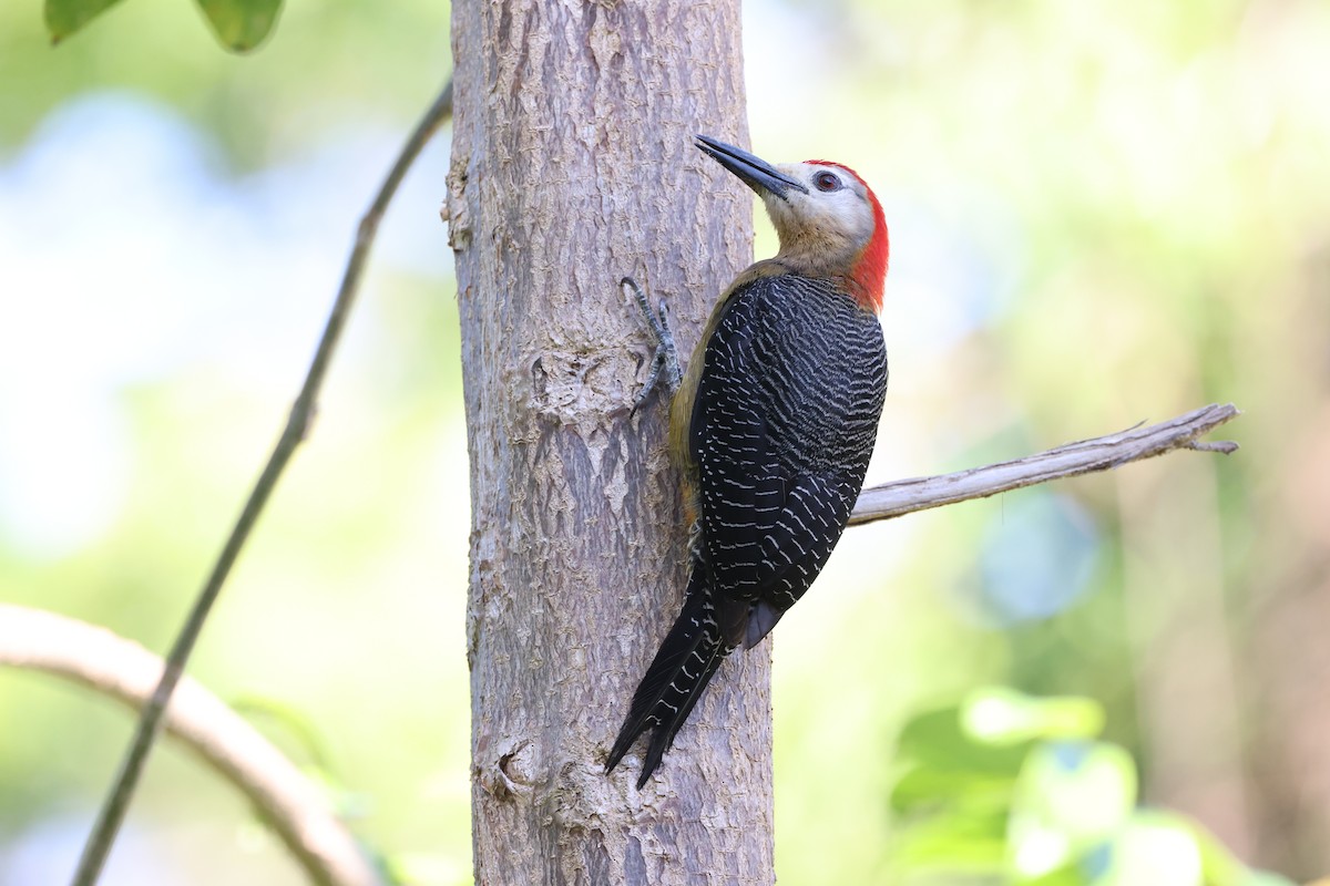 Jamaican Woodpecker - ML634904393