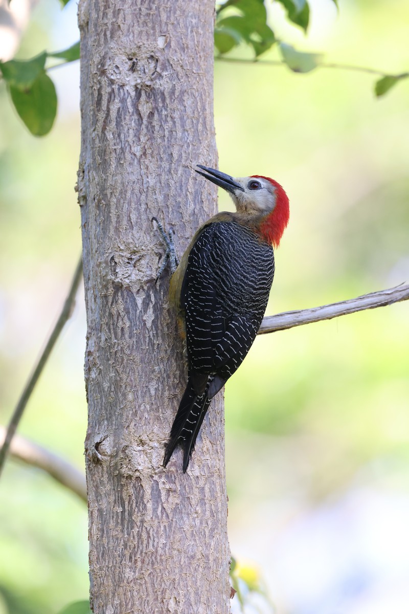 Jamaican Woodpecker - ML634904394