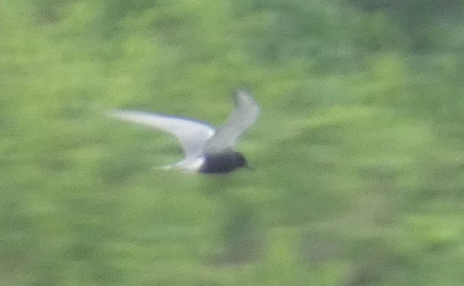 Black Tern - ML634904405
