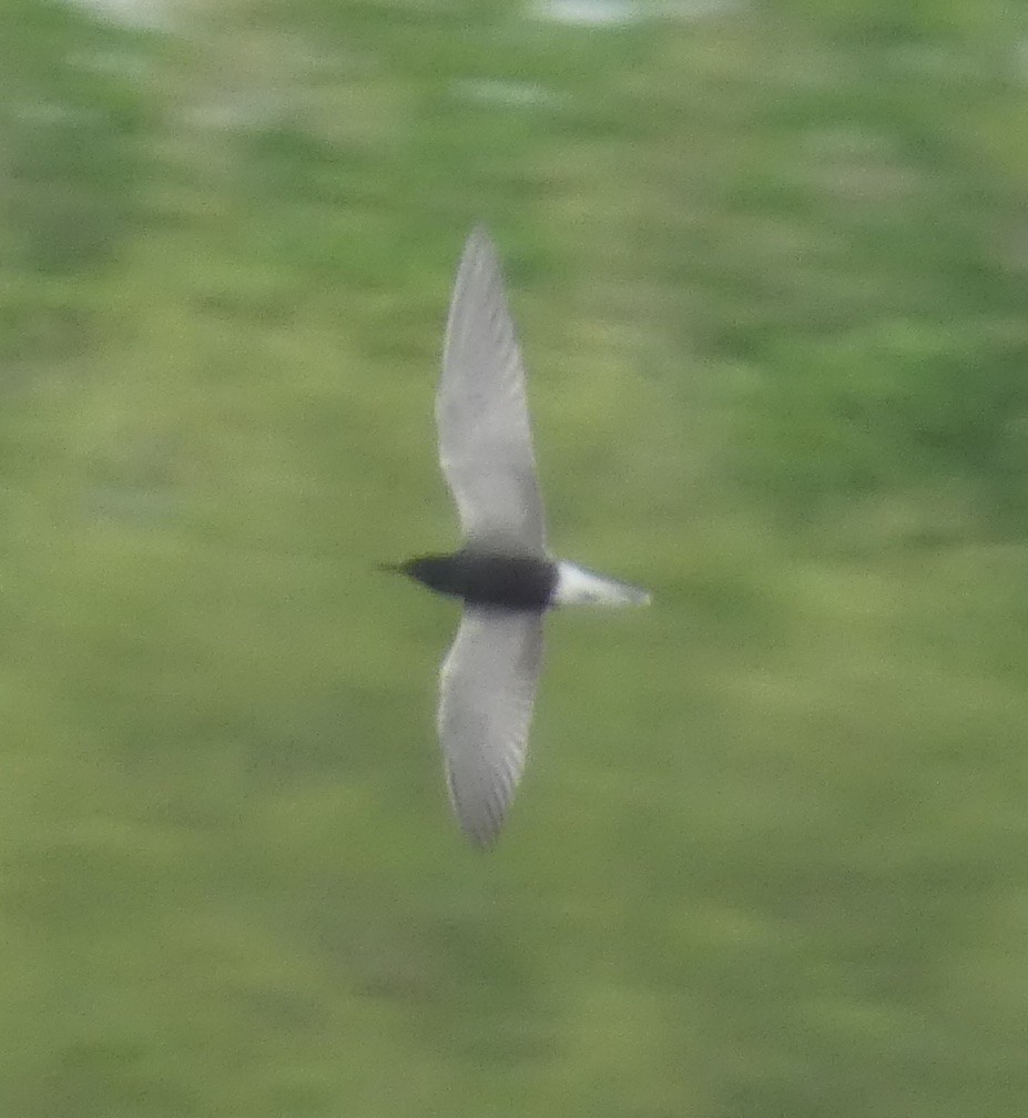 Black Tern - ML634904406