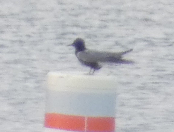 Black Tern - ML634904407