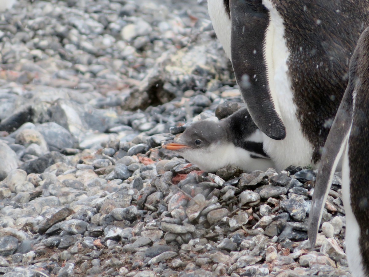Gentoo Penguin - ML634904440