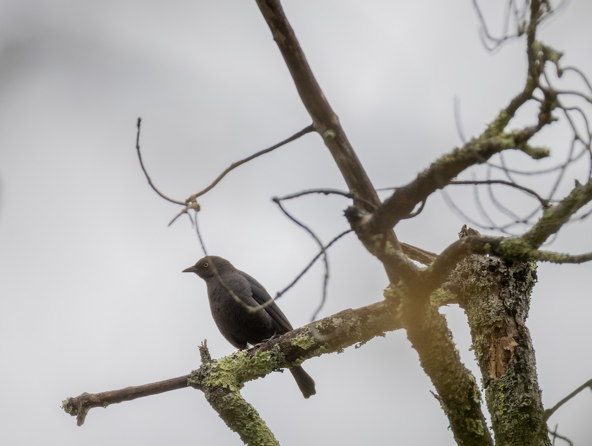 Rusty Blackbird - ML634904533
