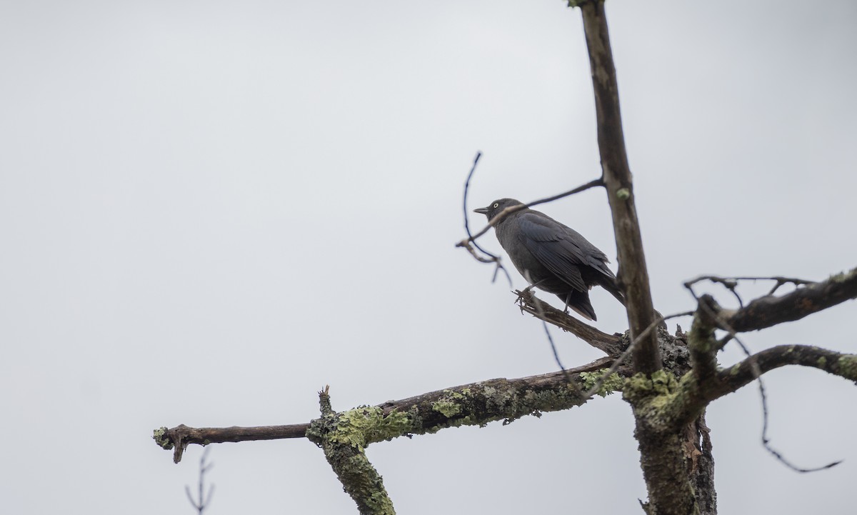 Rusty Blackbird - ML634904535