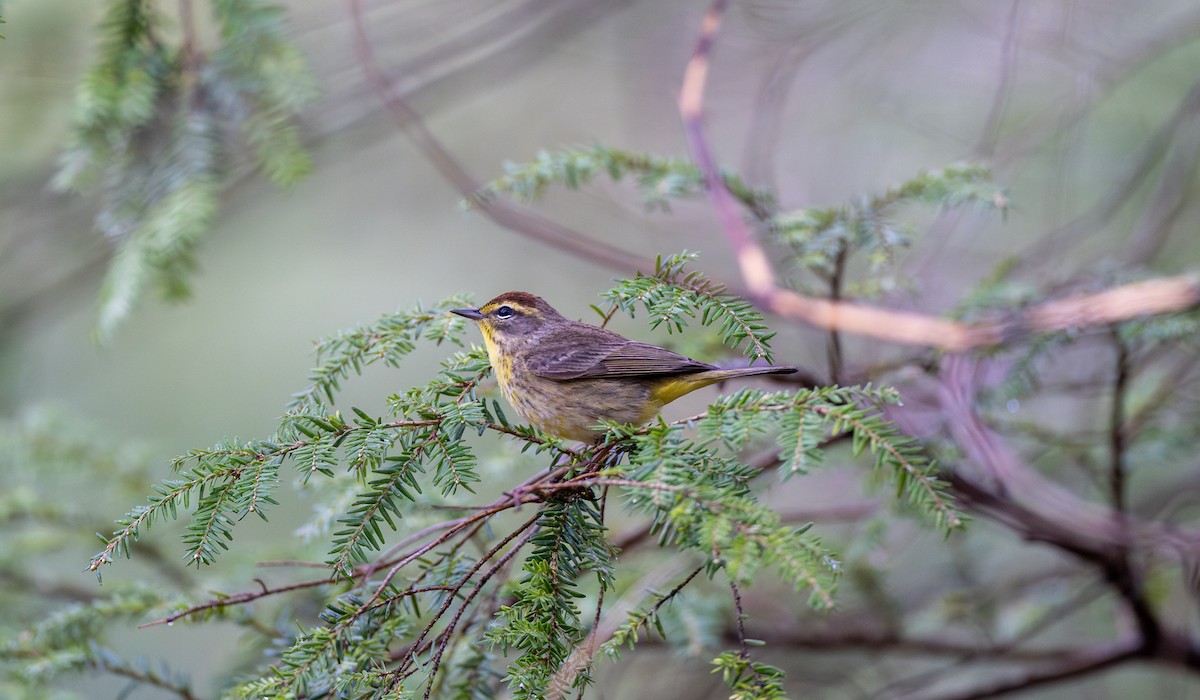 Palm Warbler - ML634904542