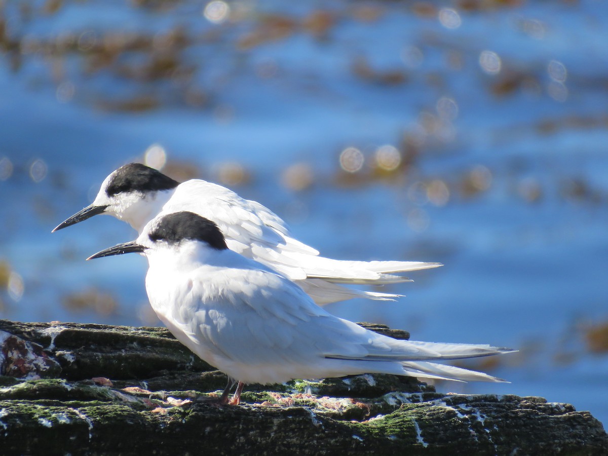 White-fronted Tern - ML634904620