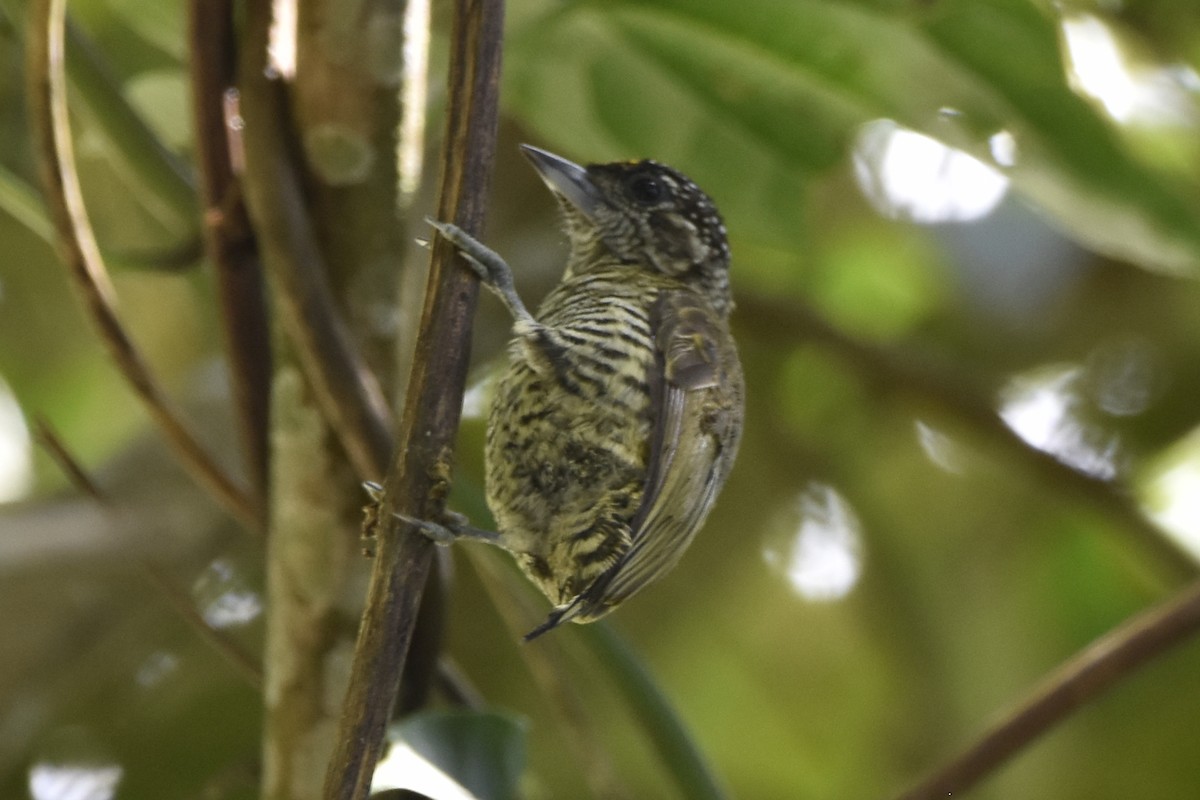 Lafresnaye's Piculet - ML634904637