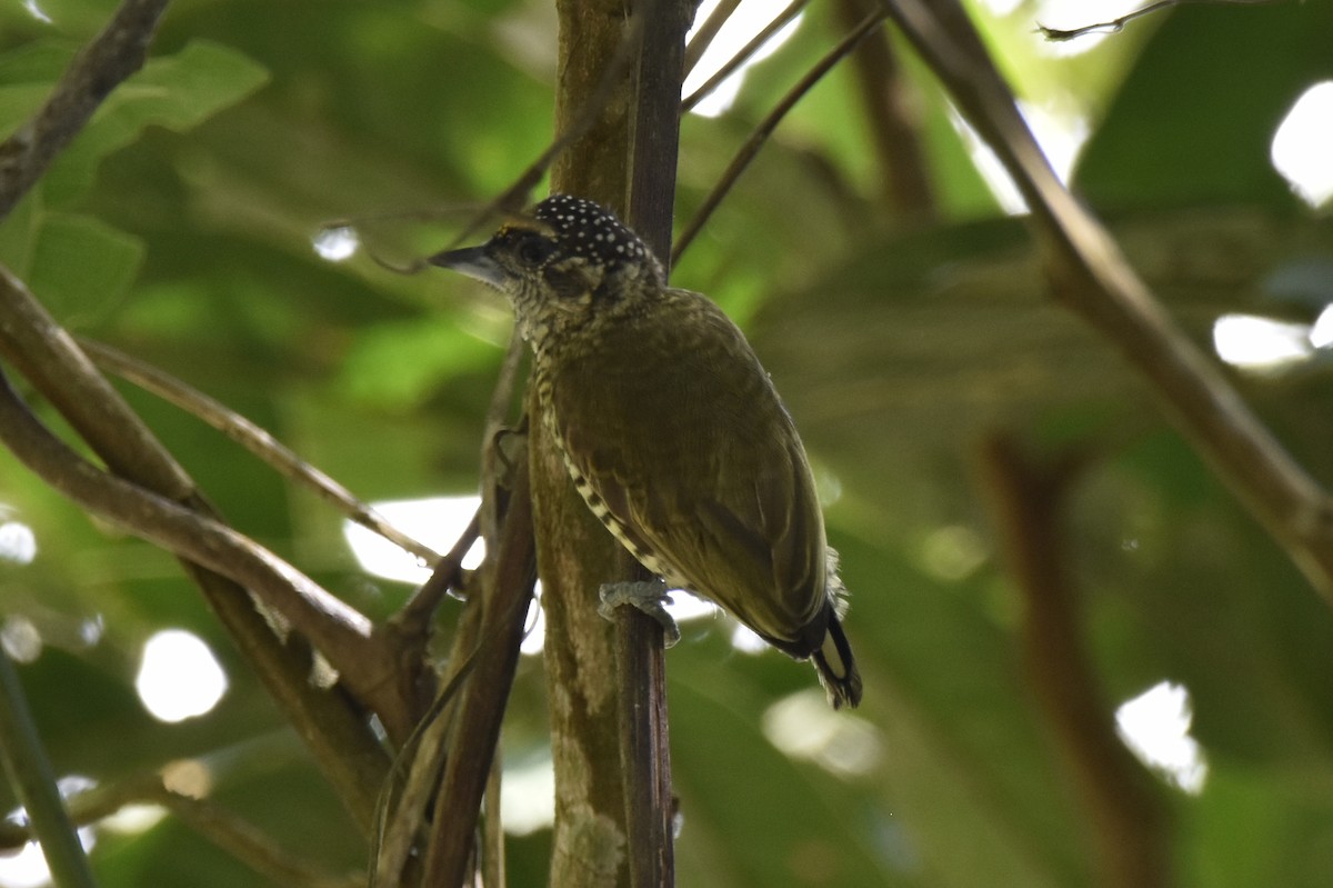 Lafresnaye's Piculet - ML634904638