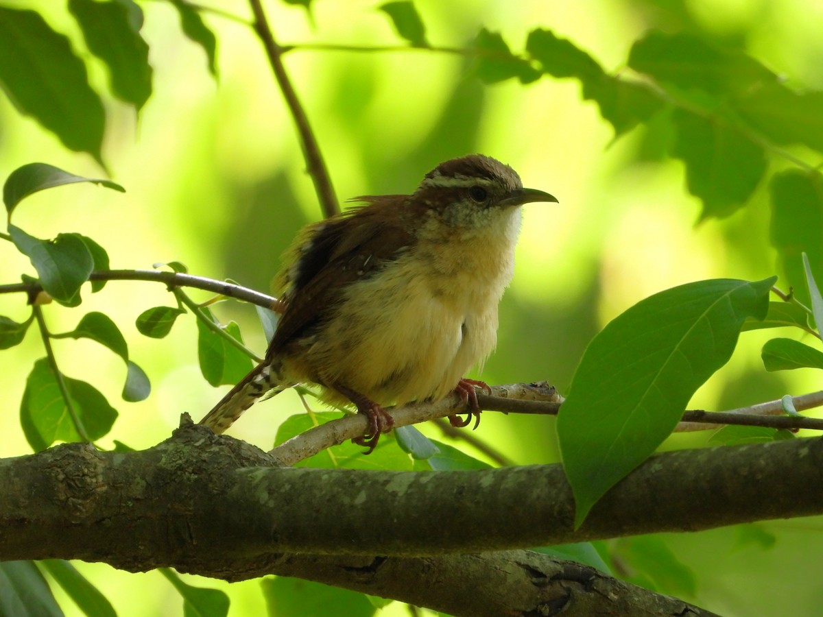 Carolina Wren - ML634904690
