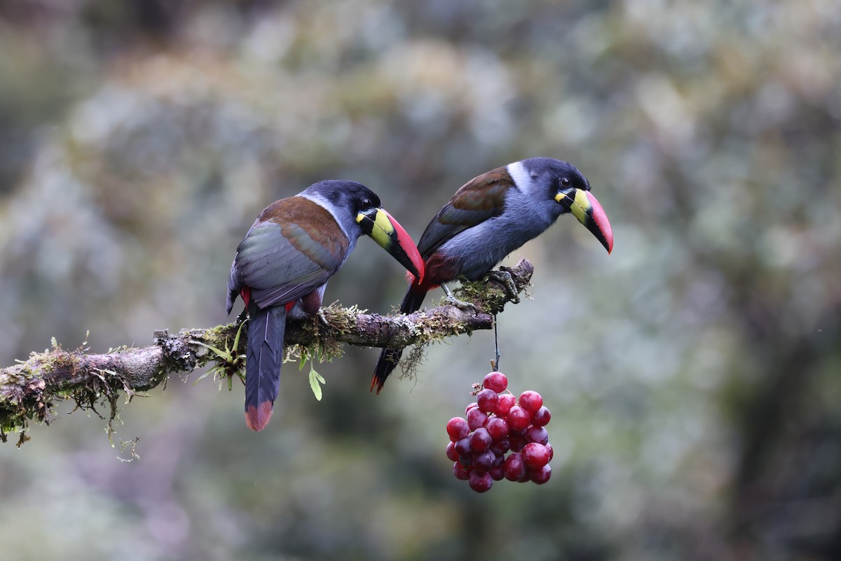 Gray-breasted Mountain-Toucan - ML634904771