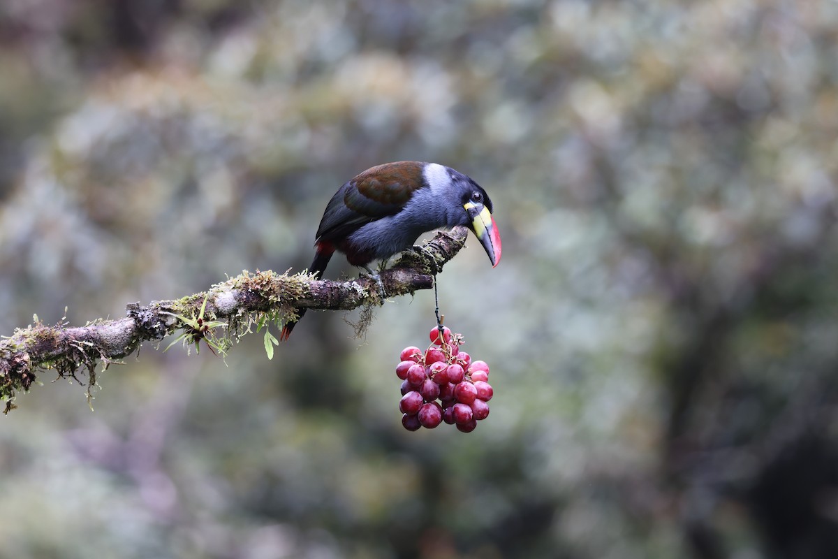 Gray-breasted Mountain-Toucan - ML634904772