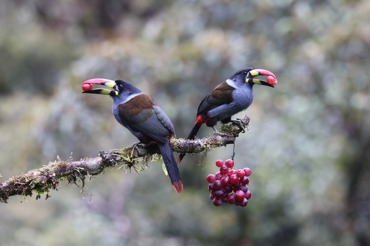 Gray-breasted Mountain-Toucan - ML634904773