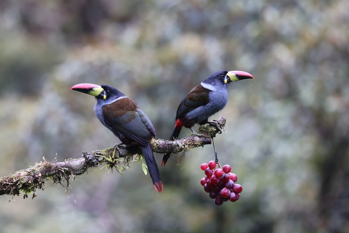 Gray-breasted Mountain-Toucan - ML634904774