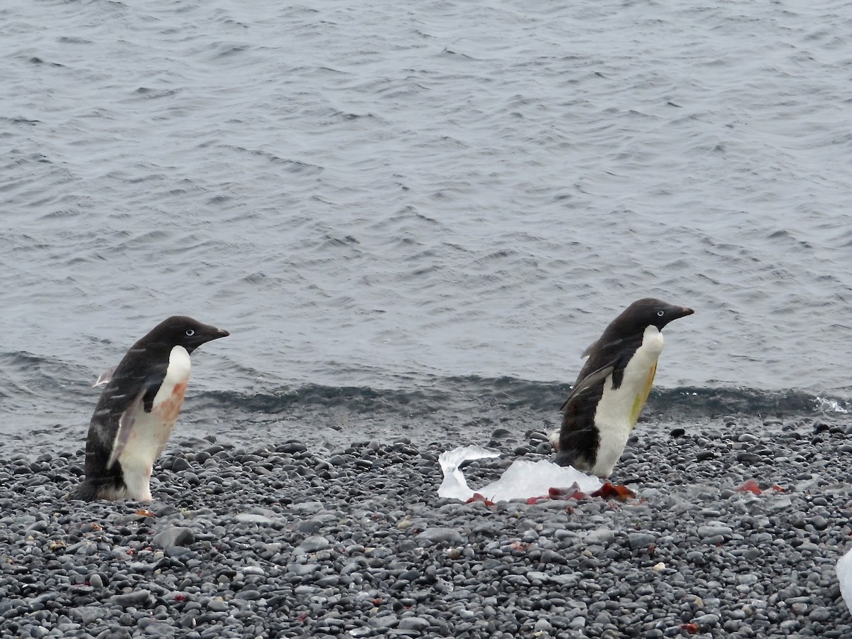 Adelie Penguin - ML634904818