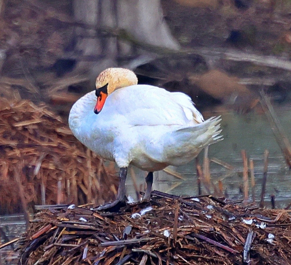 labuť velká - ML634904867