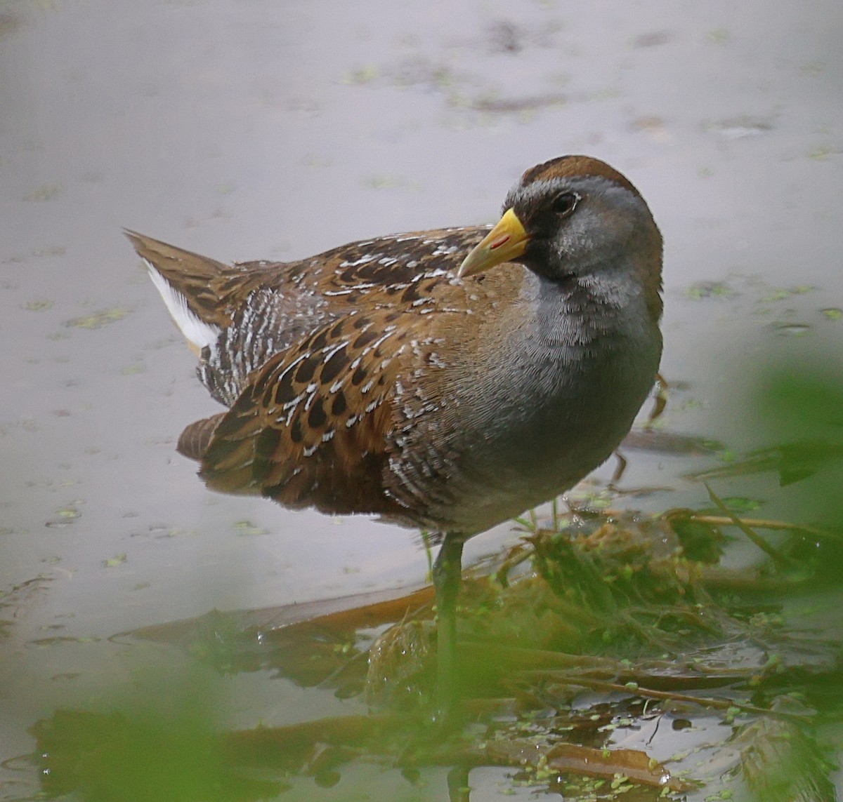 chřástal karolínský - ML634904933