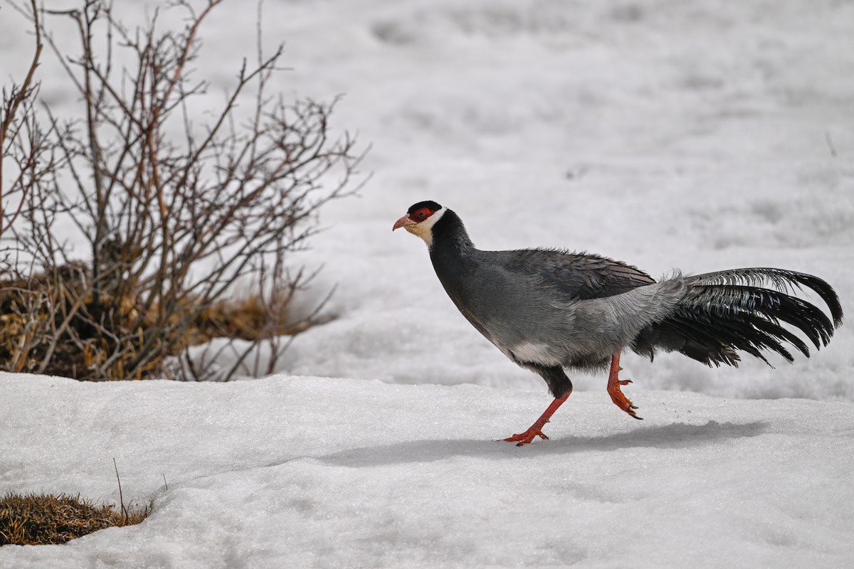 Tibetan Eared-Pheasant - ML634904938